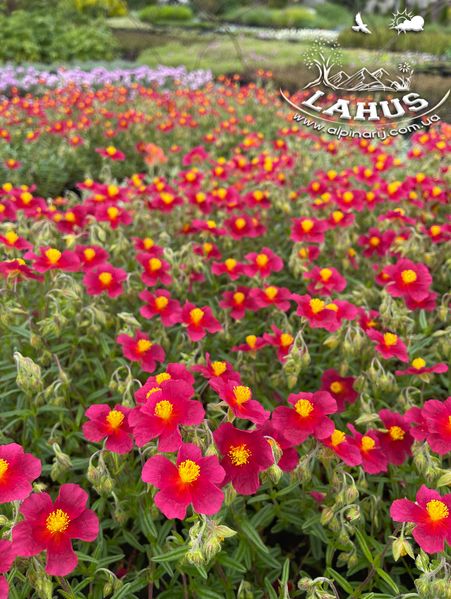 Helianthemum "Red Orient"