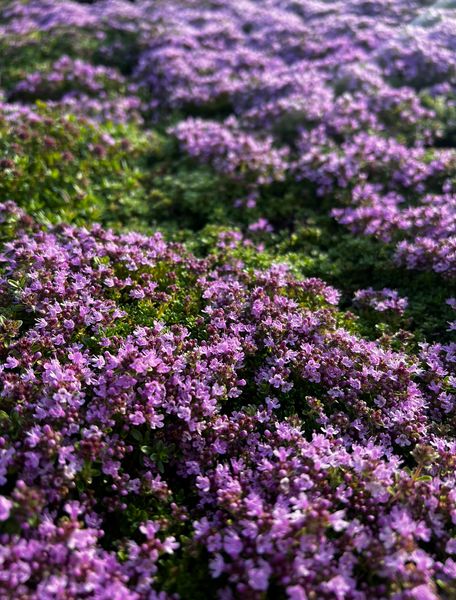 Thymus praecox 'Arcticus'