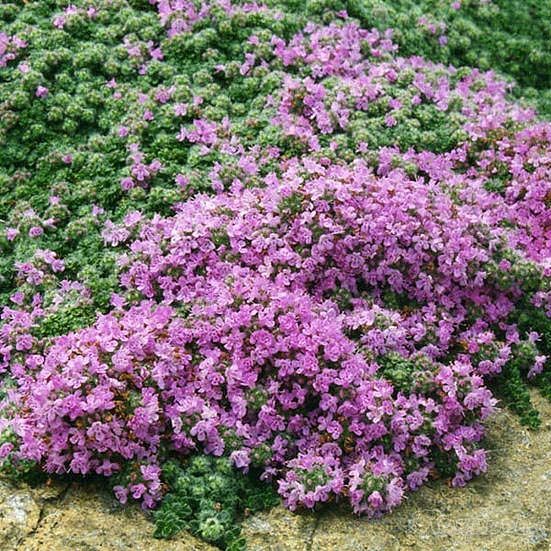 Thymus praecox 'Arcticus'