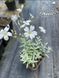 Cerastium Tomentosum