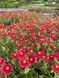 Helianthemum "Red Orient"