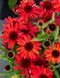 Echinacea 'SunMagic Vintage Ruby'