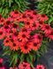 Echinacea 'SunMagic Vintage Ruby'