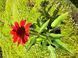 Echinacea 'SunMagic Vintage Ruby'