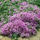 Thymus praecox 'Arcticus'