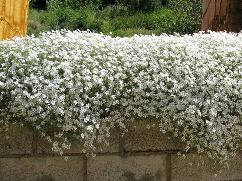 Cerastium Tomentosum