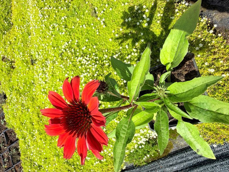 Echinacea 'SunMagic Vintage Ruby'