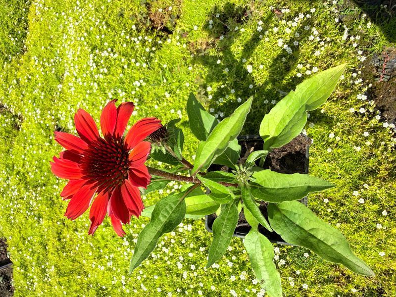 Echinacea 'SunMagic Vintage Ruby'
