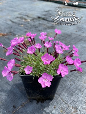 Dianthus 'la Bourboulle'