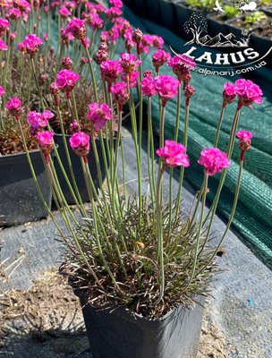 Armeria maritima 'Vesuv'