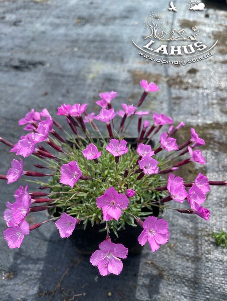 Dianthus 'la Bourboulle'