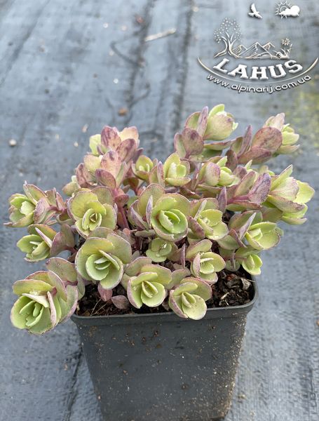 Sedum Ewersii