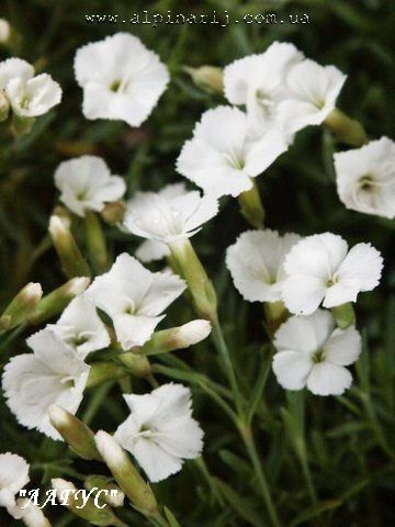 Dianthus 'La Bourboulle Alba'