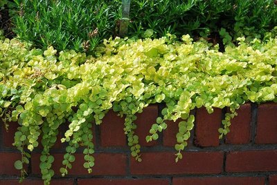 Lysimachia nummularia 'Aurea'