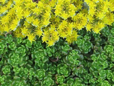 Sedum Oreganum