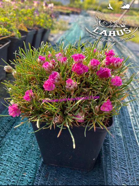 Armeria Suendermannii