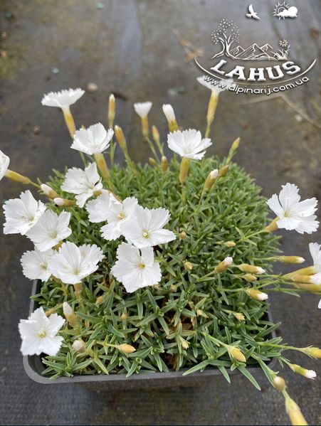 Dianthus 'La Bourboulle Alba'