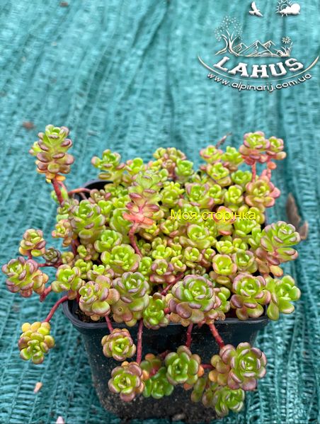 Sedum Oreganum