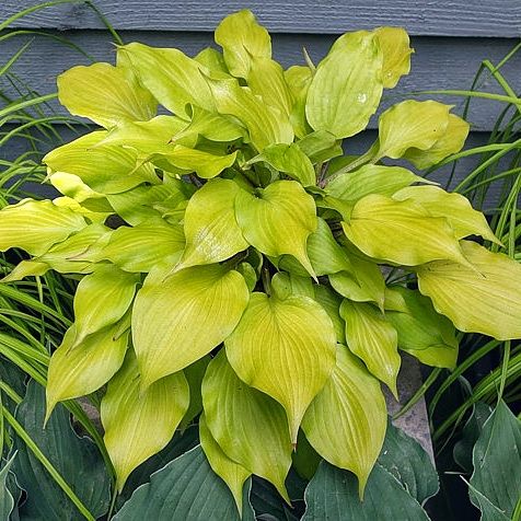 Hosta Tickle Me Pink