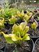 Hosta Tickle Me Pink