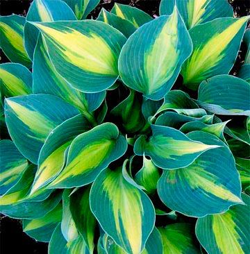 Hosta Touch of Class