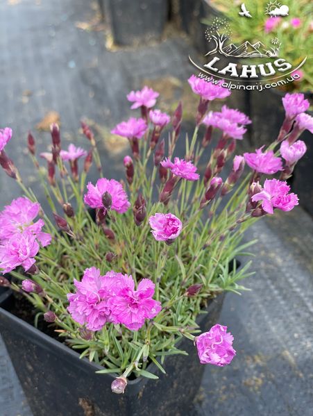 Dianthus 'Tesaricova'