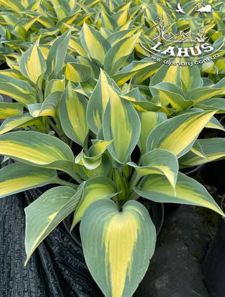 Hosta Touch of Class