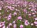 Dianthus 'Tesaricova'