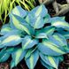 Hosta Touch of Class