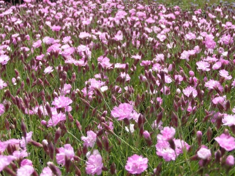 Dianthus 'Tesaricova'