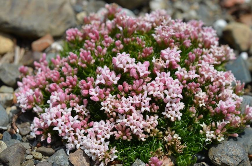 Asperula Gussonii