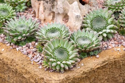 Orostachys Spinosa