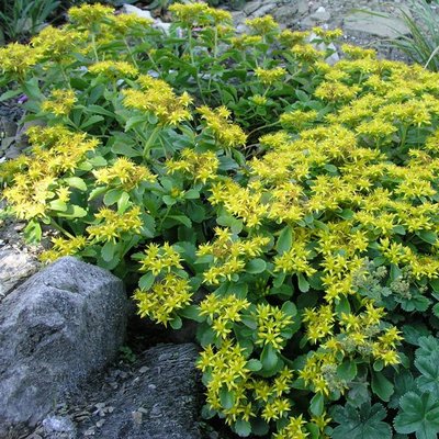 Sedum selskianum "Spirit"