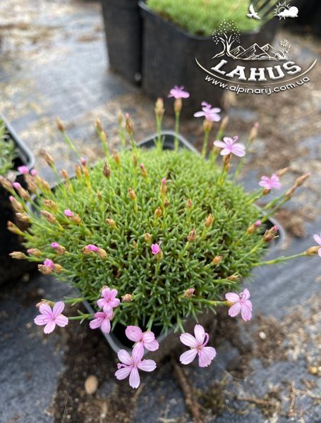 Dianthus Webianus