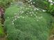 Dianthus Webianus