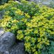 Sedum selskianum "Spirit"