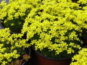 Draba Bryoides
