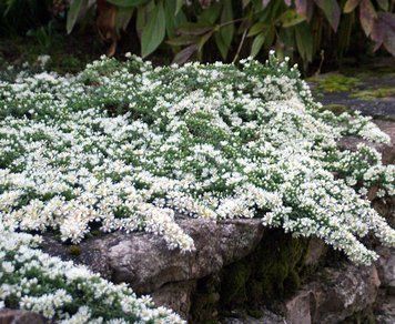 Aster "Snow Flurry"