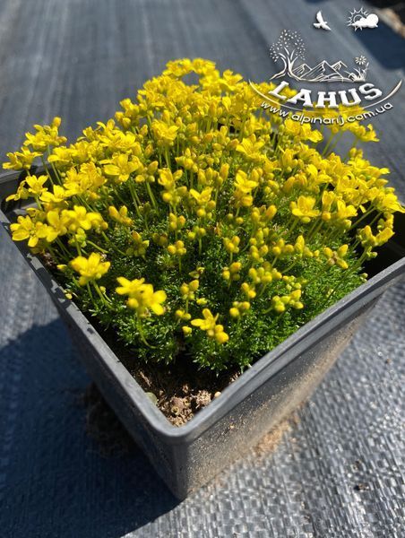 Draba Bryoides