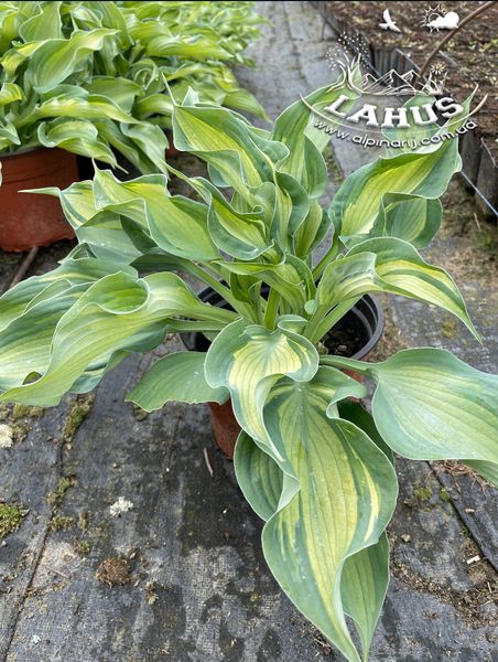 Hosta Guardian Angel