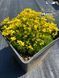 Draba Bryoides