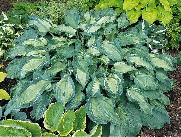 Hosta Guardian Angel