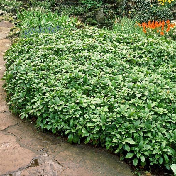 Pachysandra terminalis