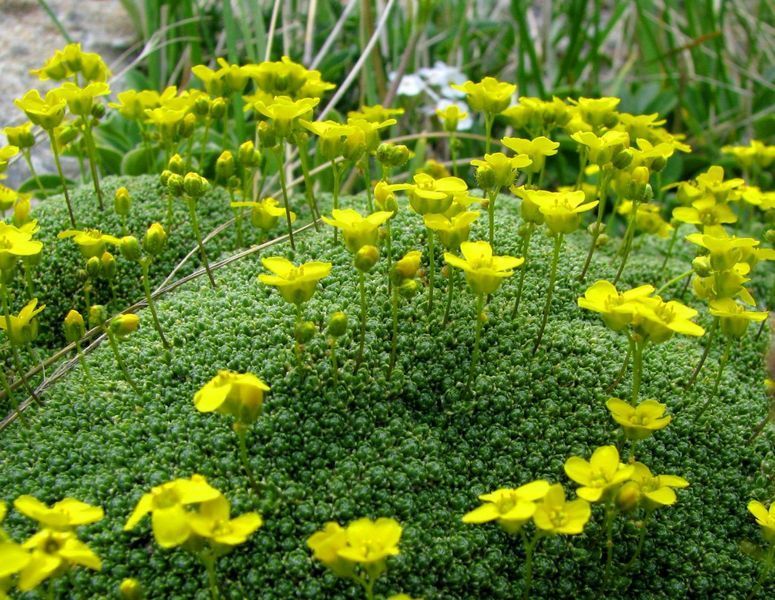 Draba Bryoides