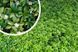 Pachysandra terminalis