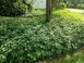 Pachysandra terminalis