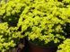 Draba Bryoides