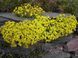 Draba Bryoides