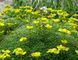 Draba Bryoides