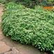 Pachysandra terminalis